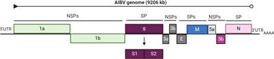 Avian infectious bronchitis virus (AIBV) review by continent